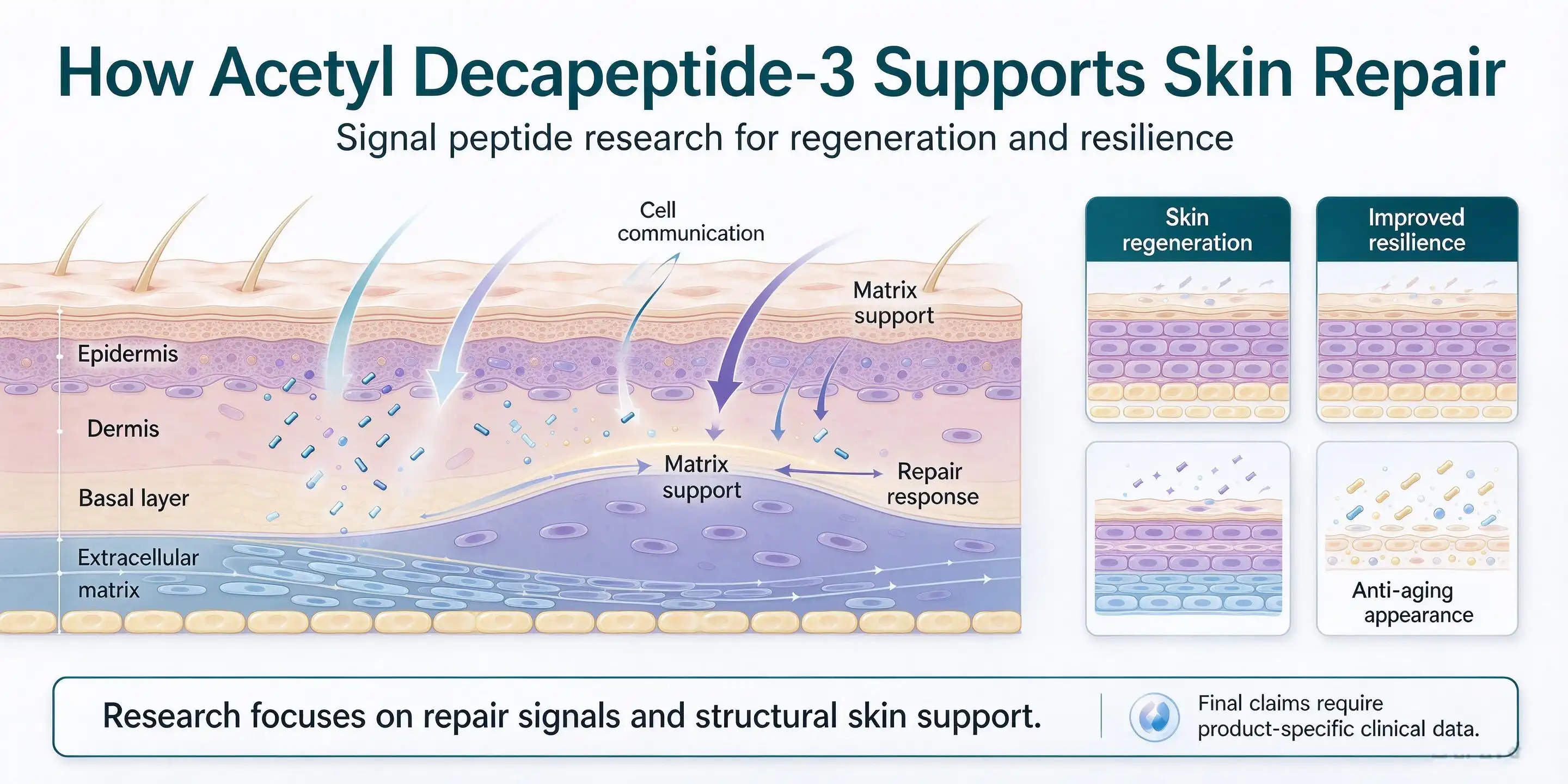 Acetyl Decapeptide-3 Powder Explained: How This Anti-Aging Peptide Supports Skin Repair Acetyl Decapeptide-3 Powder Explained: How This Anti-Aging Peptide Supports Skin Repair